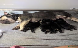 French Bulldog dogs for sale: Quality Frenchbulldog puppies carrying Fluffy  - Image 6
