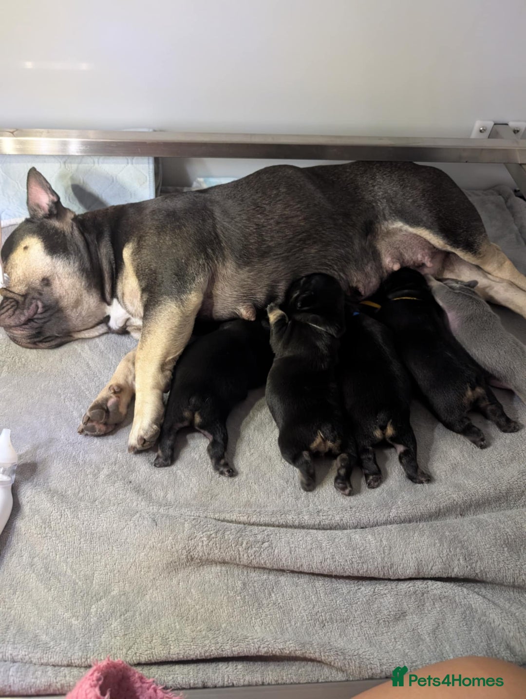French Bulldog dogs for sale: Quality Frenchbulldog puppies carrying Fluffy  - Image 6