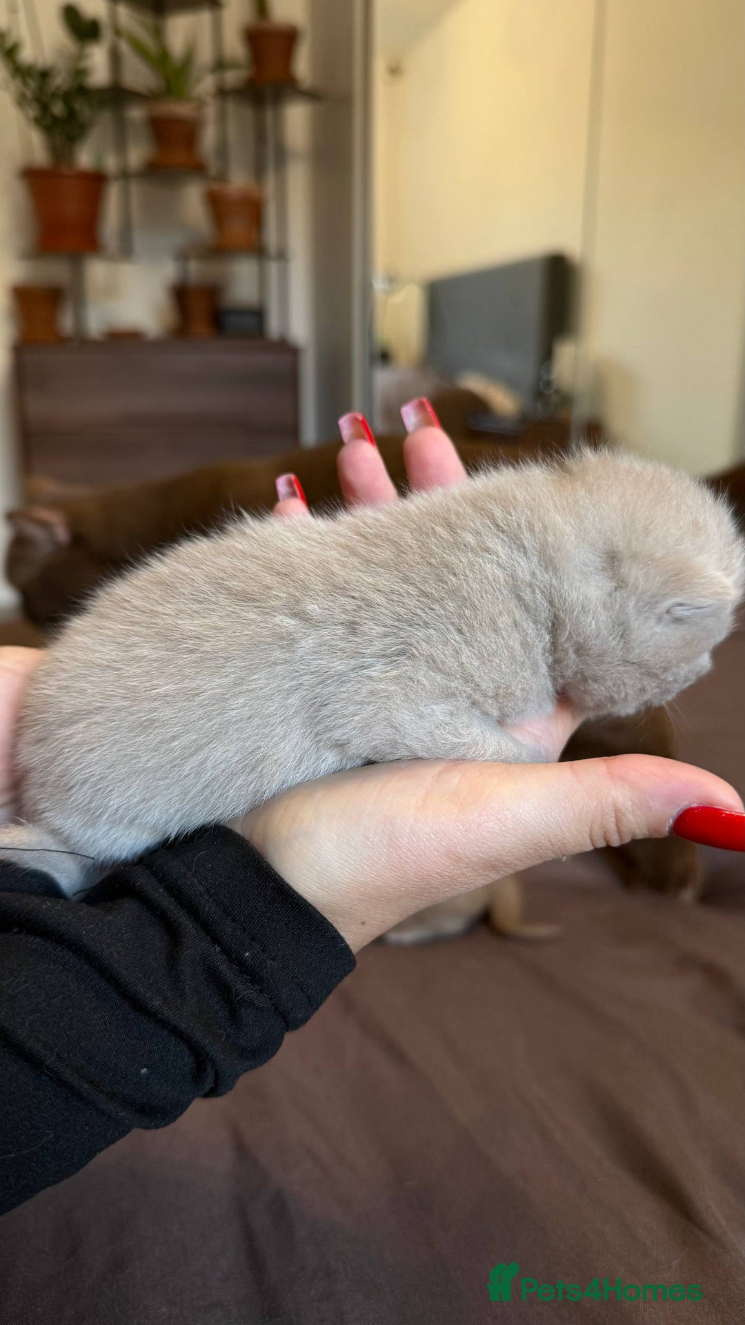 British Shorthair cats for sale: Luxury British Shorthair Kittens | Cinnamon & Fawn - Advert 13