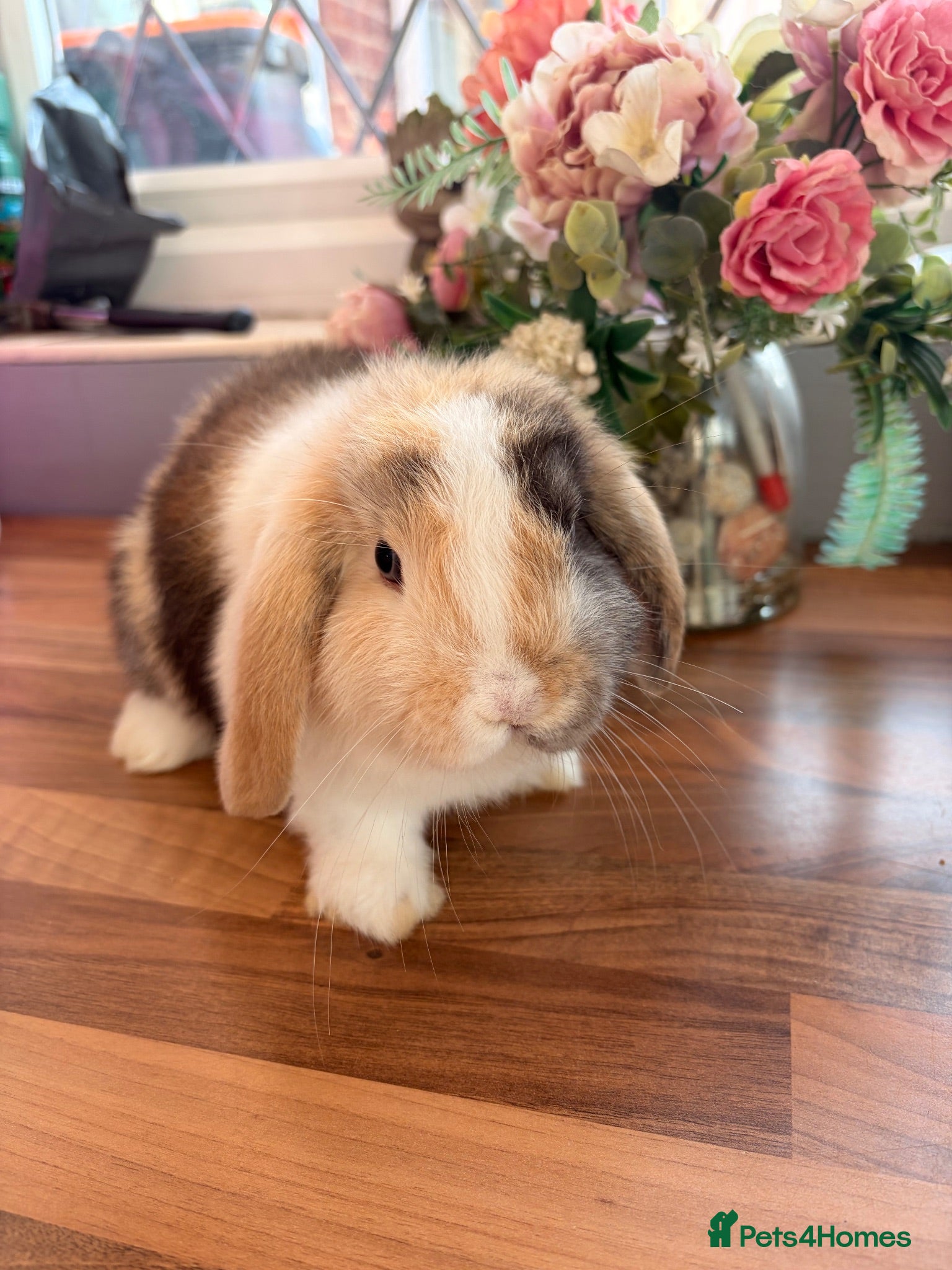 Mini Lop rabbits One gorgeous baby boy mini lop left for collection - Advert 1