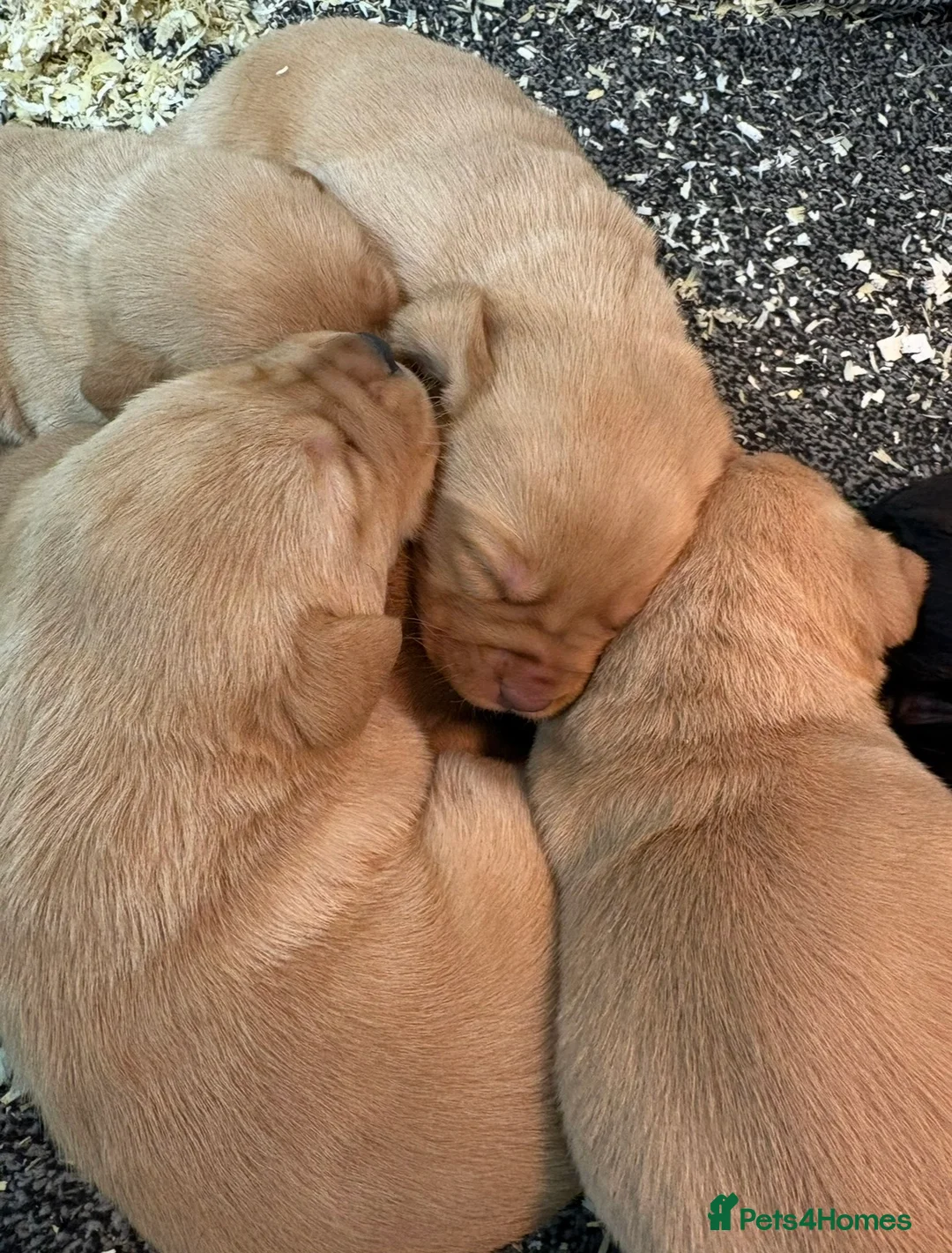 Labrador Retriever dogs for sale: Beautiful litter of lavradors  - Advert 6
