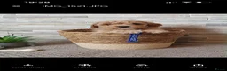 Poochon dogs for sale: Beautiful Poochon puppies! - Advert 4