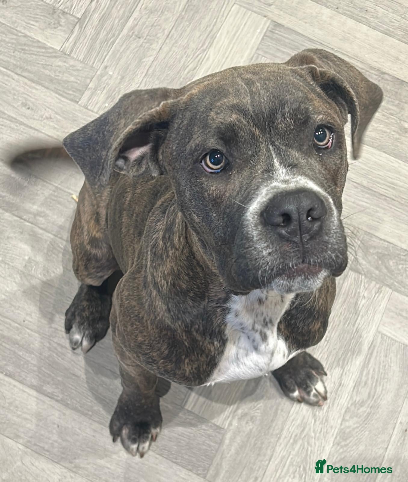 Cane Corso dogs 1 year old girl - Advert 1