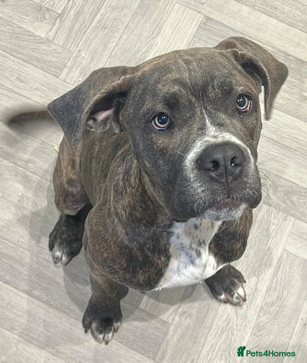 Cane Corso dogs for sale: 1 year old girl - Advert 1