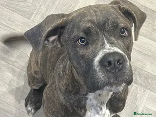 Cane Corso dogs 1 year old girl - Advert 1