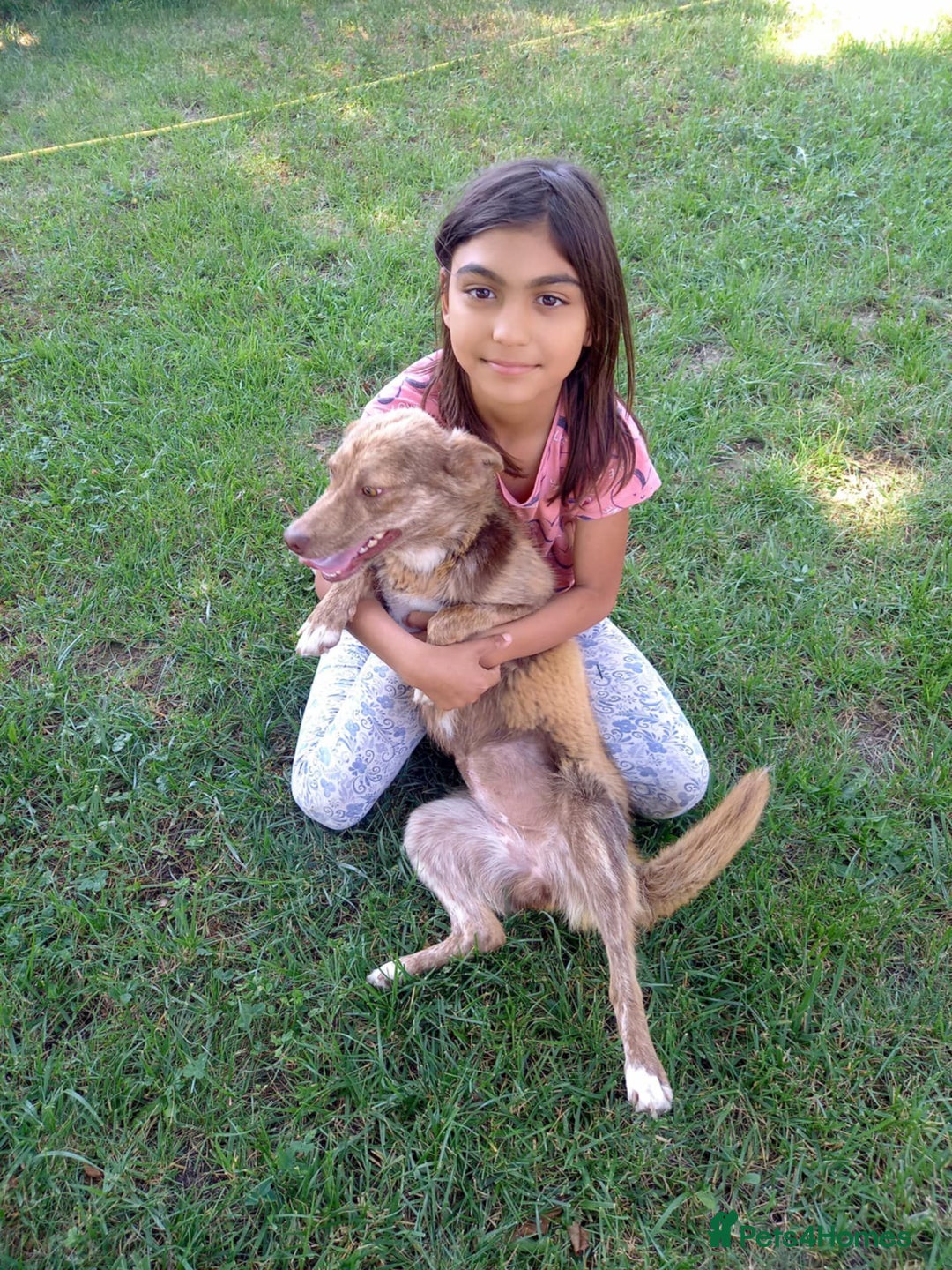Mixed Breed dogs for adoption: Miriam, 14 months approx. Available for adoption. - Image 3