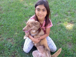 Mixed Breed dogs Miriam, 14 months approx. Available for adoption.. - Advert 1