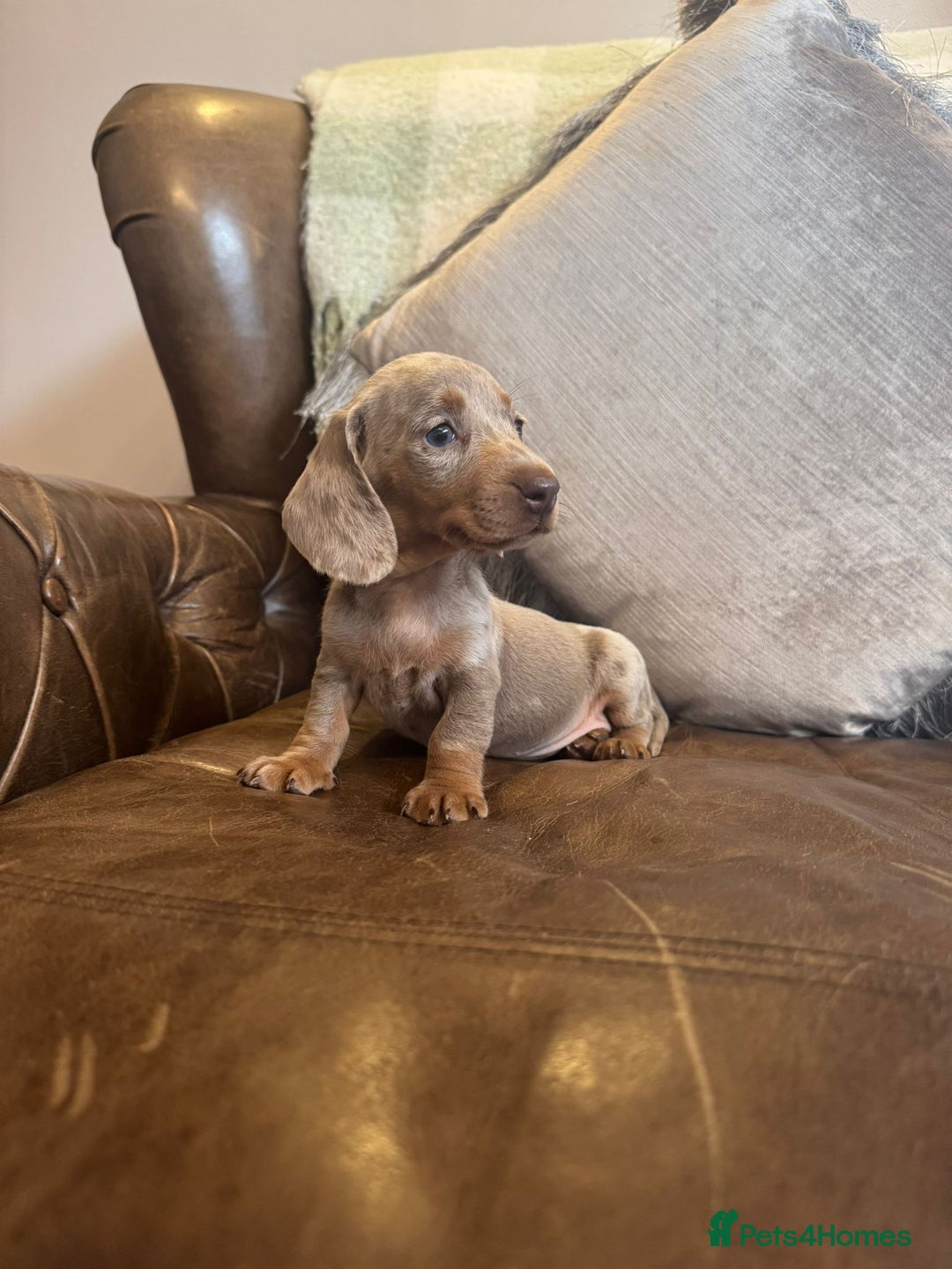 Dachshund dogs for sale: Miniature Dachshund  - Advert 2