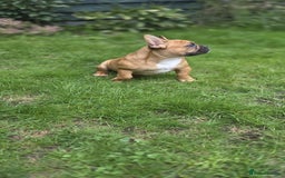 French Bulldog dogs for sale: French bulldog pups ready to leave - Image 25