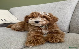 Australian Labradoodle dogs for sale: Aussie Doodle Lottie, 7 Months Old - Image 9