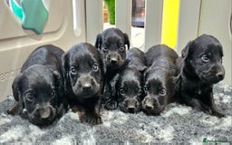 Labrador Retriever dogs for sale: 6 BEAUTIFUL BLACK PUPPIES. LAB CROSS COCKER - Image 4