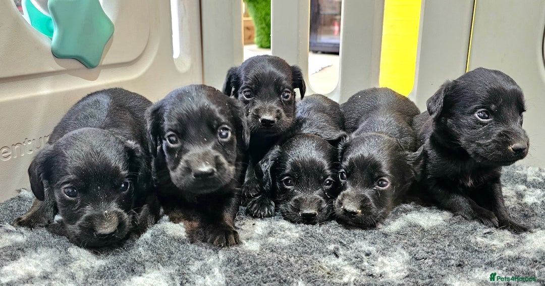 Labrador Retriever dogs for sale: 6 BEAUTIFUL BLACK PUPPIES. LAB CROSS COCKER - Image 4