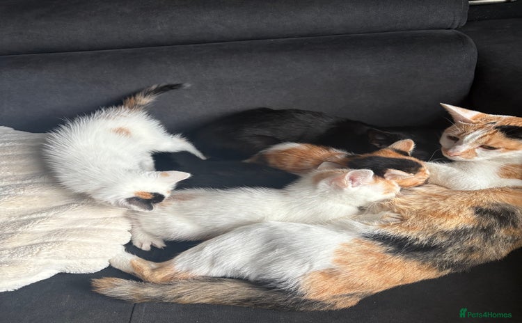 Mixed Breed cats - Advert 6