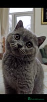 British Shorthair cats blue British shorthair kittens for sale - Advert 6