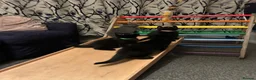Mixed Breed cats for sale: Three Black British Shorthair Cross Kittens - Advert 21