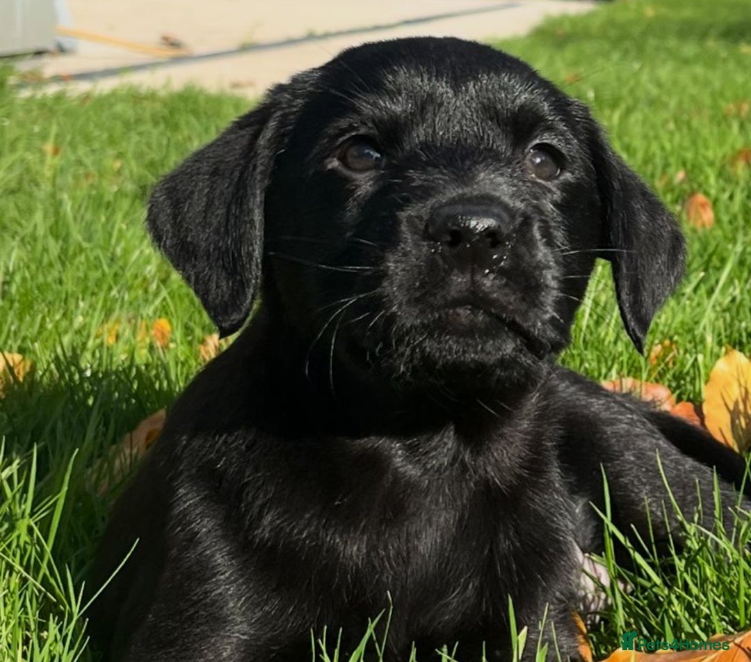 Labrador Retriever dogs for sale: Quality Litter of Labrador pups  - Advert 1