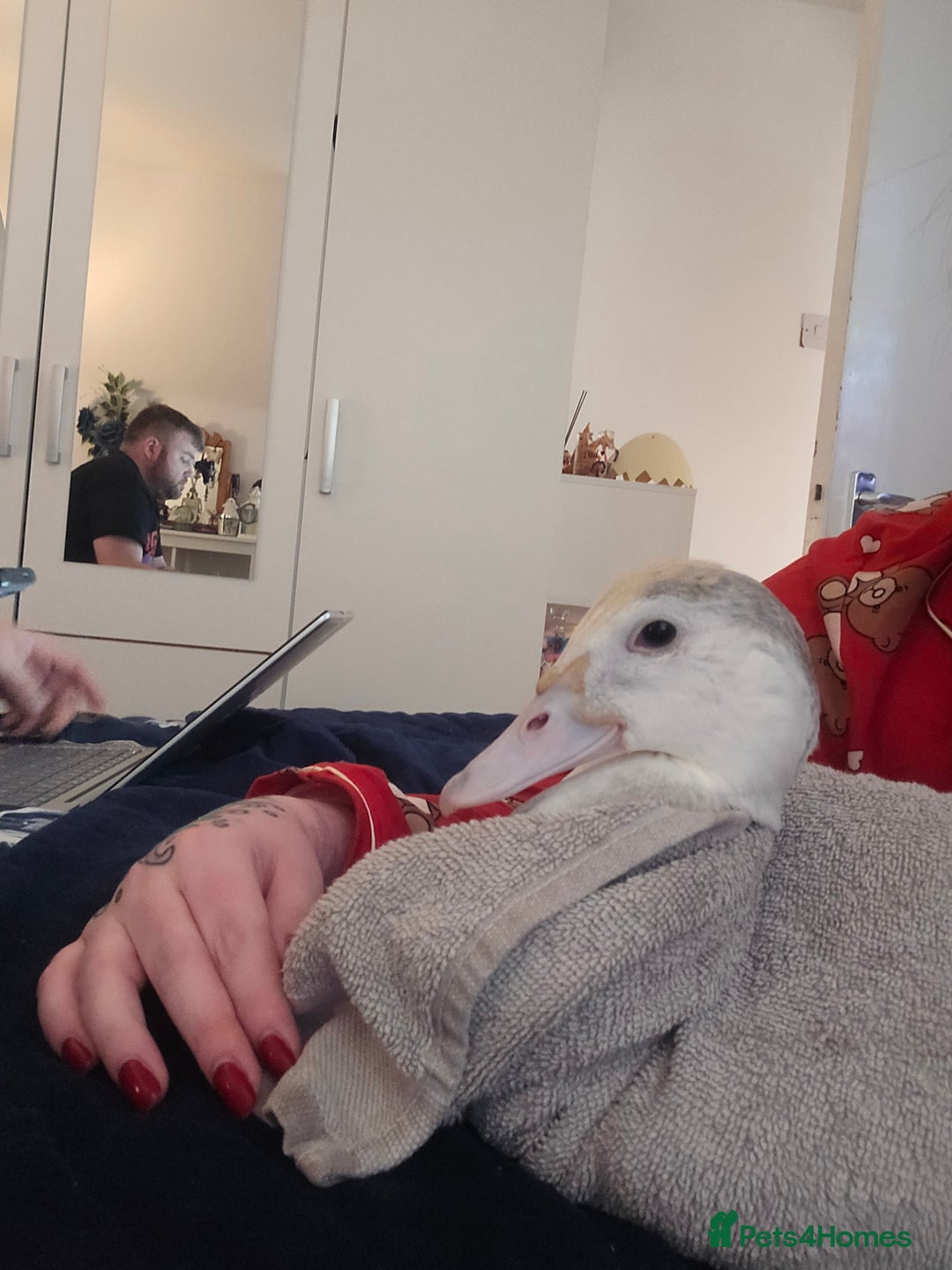 Ducks poultry for sale: 2 18 week old male muscovies open to offers! - Advert 5