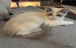 Ragdoll cats for sale: Gccf registered Ragdoll kittens  - Image 13