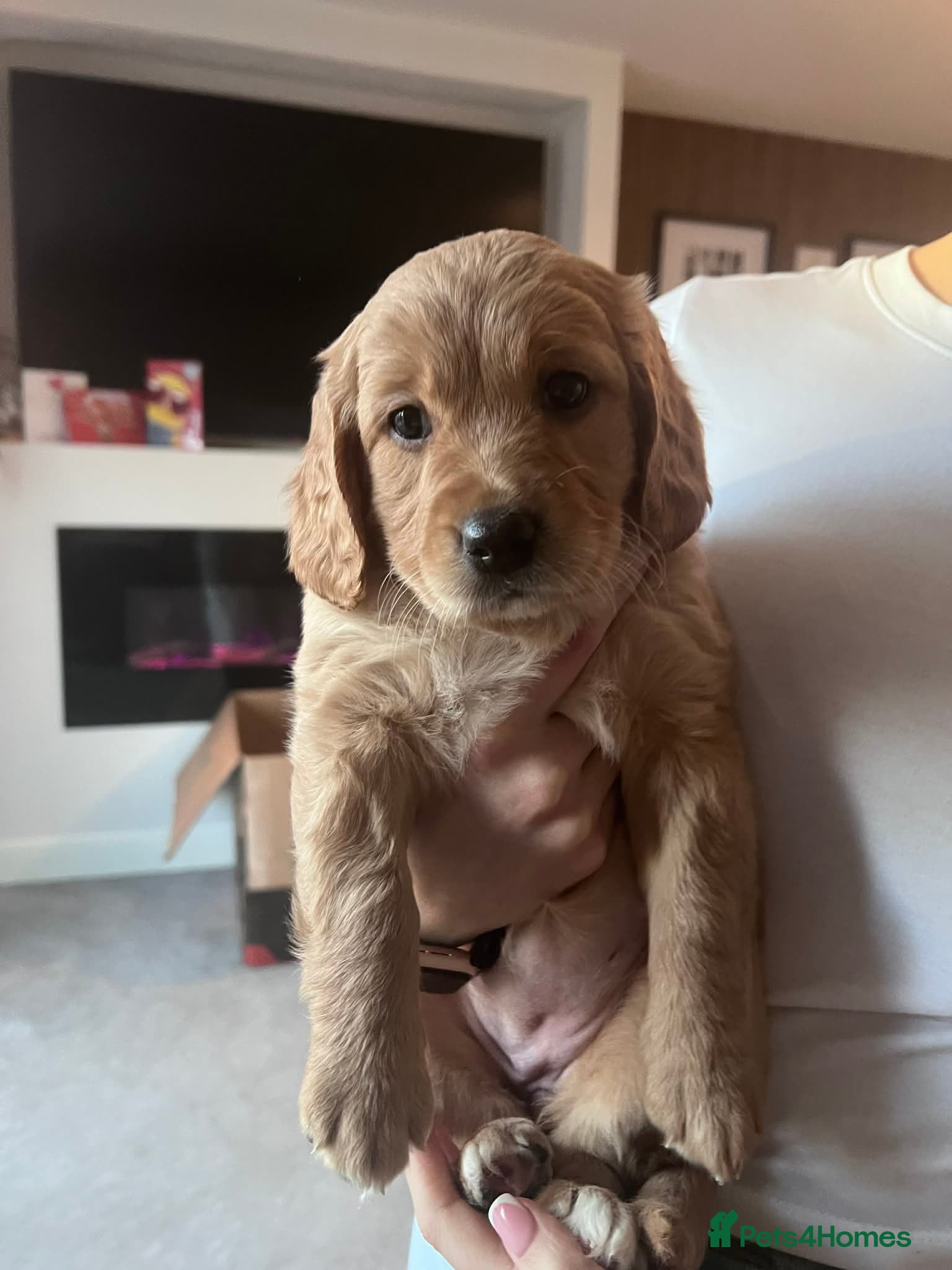 Double Doodle dogs 🐾 stunning Double Doodle puppies🐾 - Advert 4