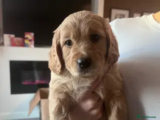 Double Doodle dogs 🐾 stunning Double Doodle puppies🐾 - Advert 4