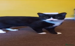 Mixed Breed cats for sale: Kittens - Image 7