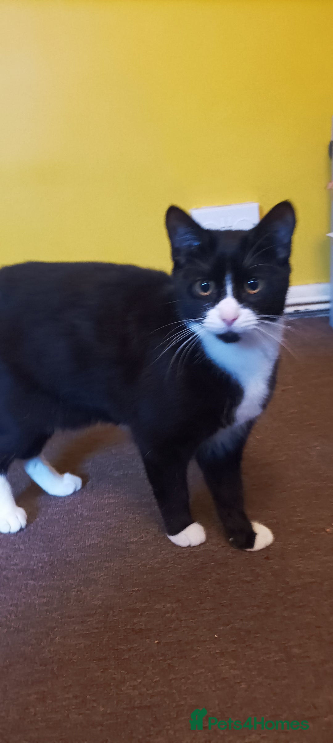 Mixed Breed cats for sale: Kittens - Image 7