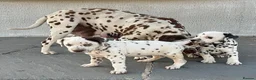 Dalmatian dogs for sale: Dalmatian beautiful - Advert 6