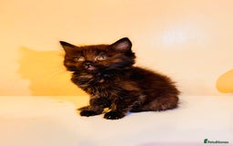 Ragdoll cats for sale: Ragdoll Mix Kitten 🐾 Only 1 Left! 📩 Read Desc in Birmingham - Image 1