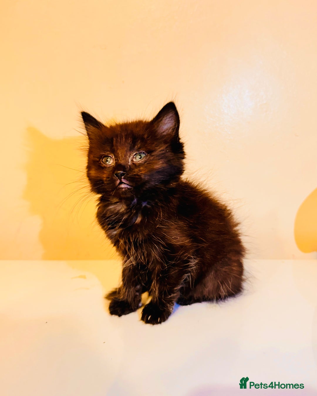 Ragdoll cats for sale: Ragdoll Mix Kitten 🐾 Only 1 Left! 📩 Read Desc in Birmingham - Image 1