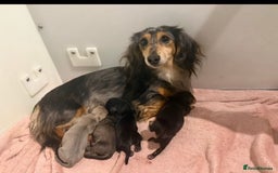 Miniature Dachshund dogs for sale: Beyond Exclusive Luxury Pink  - Image 4