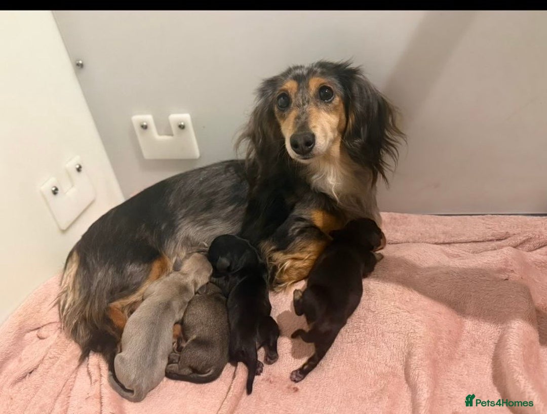 Miniature Dachshund dogs for sale: Beyond Exclusive Luxury Pink  - Image 4