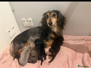 Miniature Dachshund dogs Beyond Exclusive Luxury Pink - Advert 13