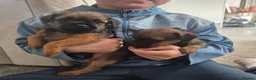 Border Terrier dogs for sale: Border terrier puppies  - Advert 5