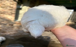 Clumber Spaniel dogs for sale: Clumber spaniel Puppies For Sale COI 6.4% - Advert 16