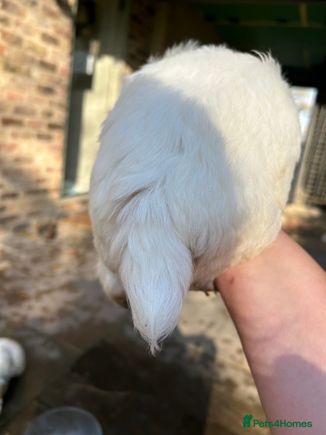 Clumber Spaniel dogs for sale: Clumber spaniel Puppies For Sale COI 6.4% - Advert 16