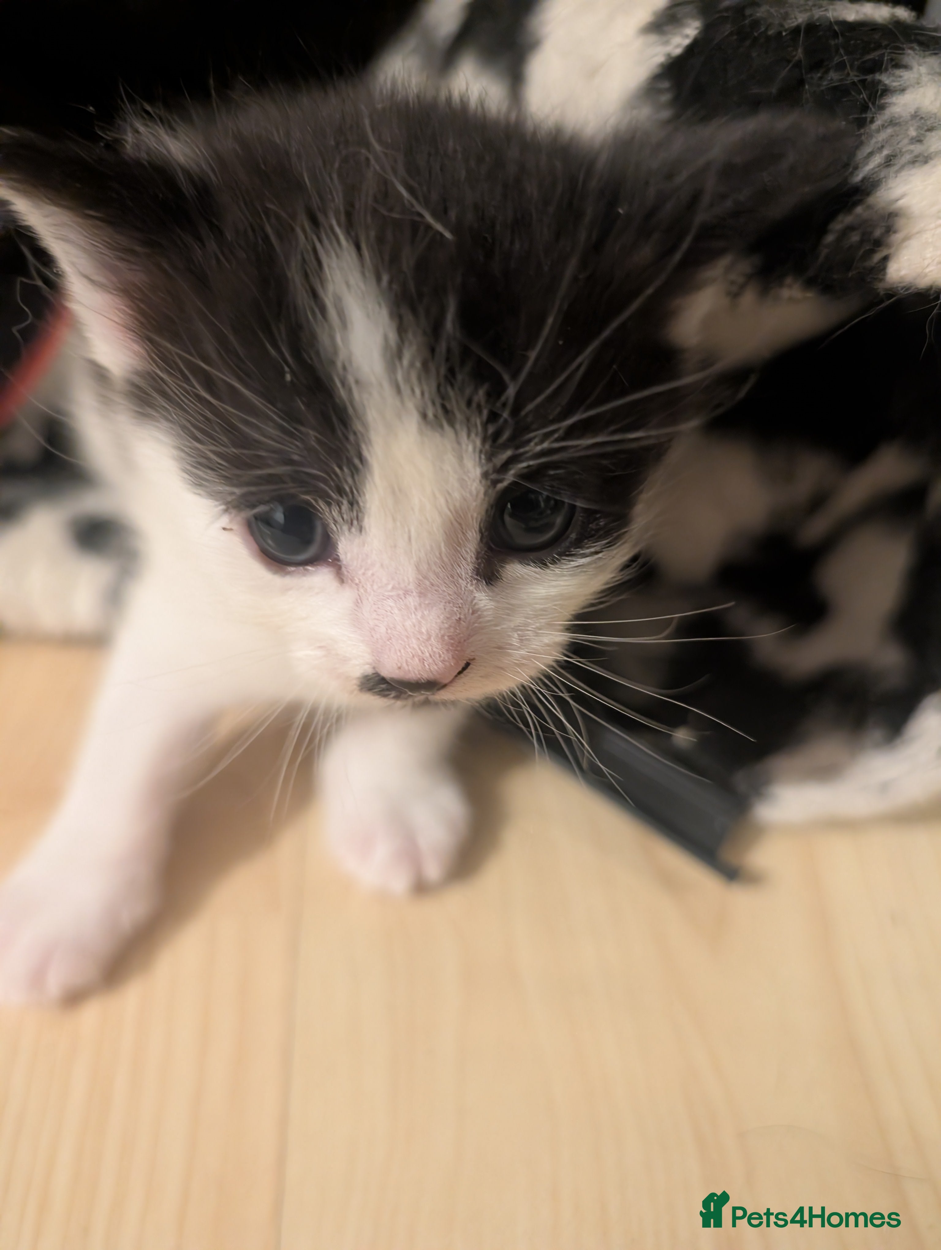 Domestic Shorthair cats for sale: 🖤 LAST KITTEN REMAINING – Midnight 🖤 - Advert 28