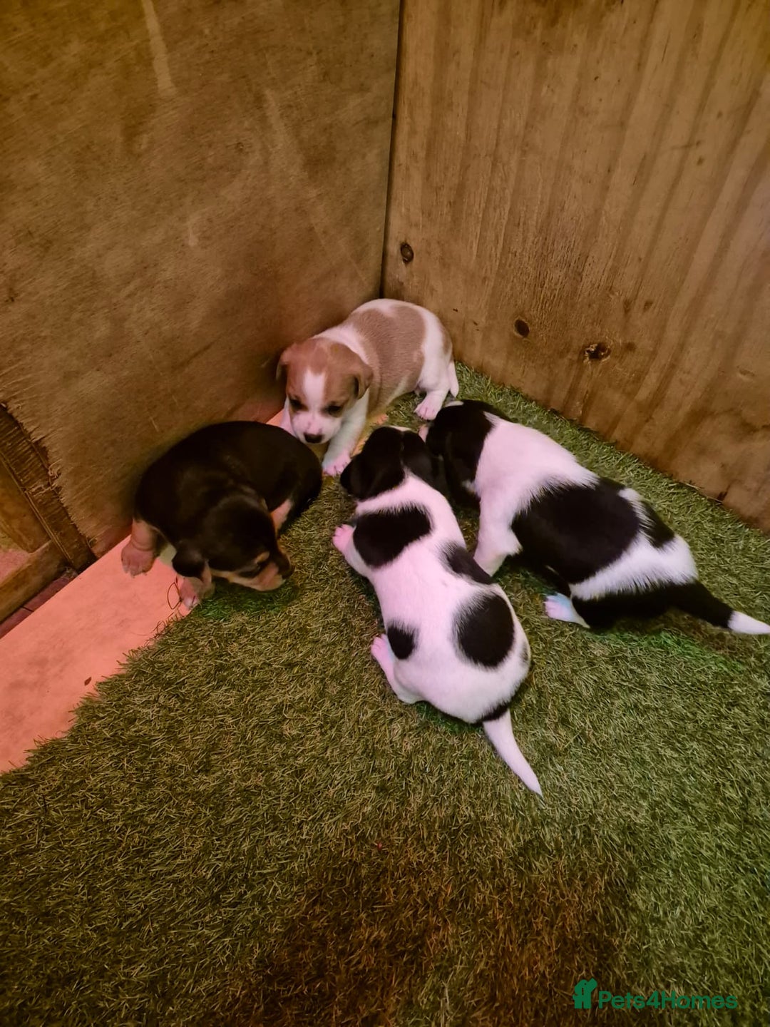 Jack Russell dogs for sale: Puppy jack Russel  - Image 3