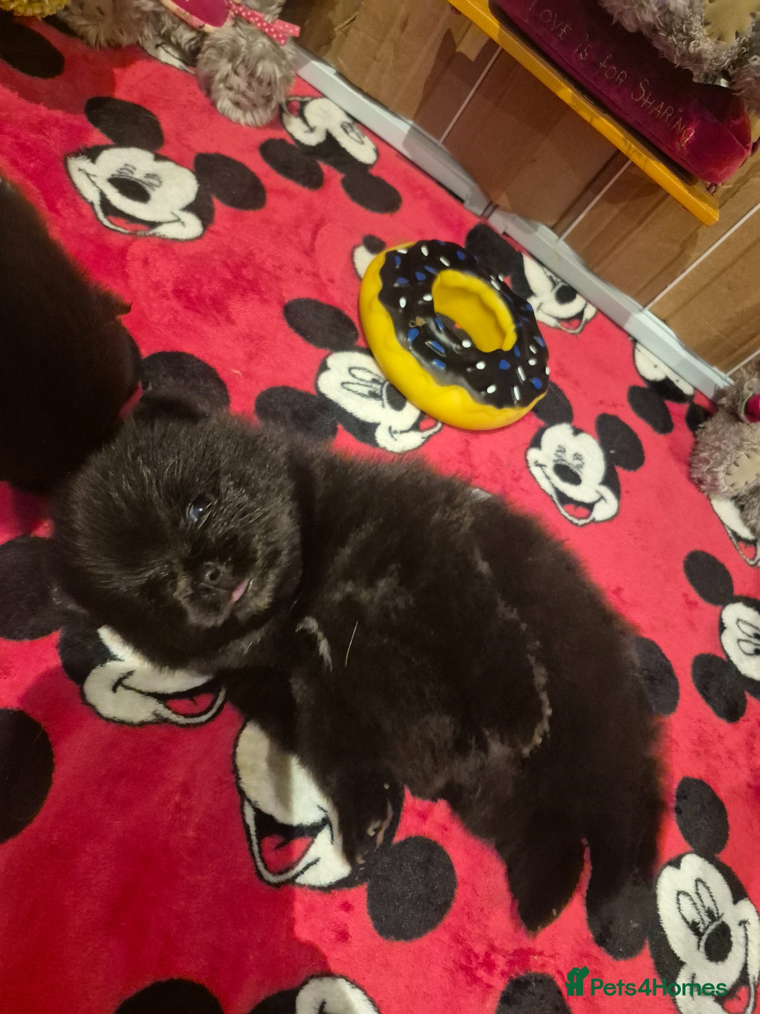 Pomeranian dogs for sale: Mini pomeranian puppies excel Russian bloodlines - Advert 10
