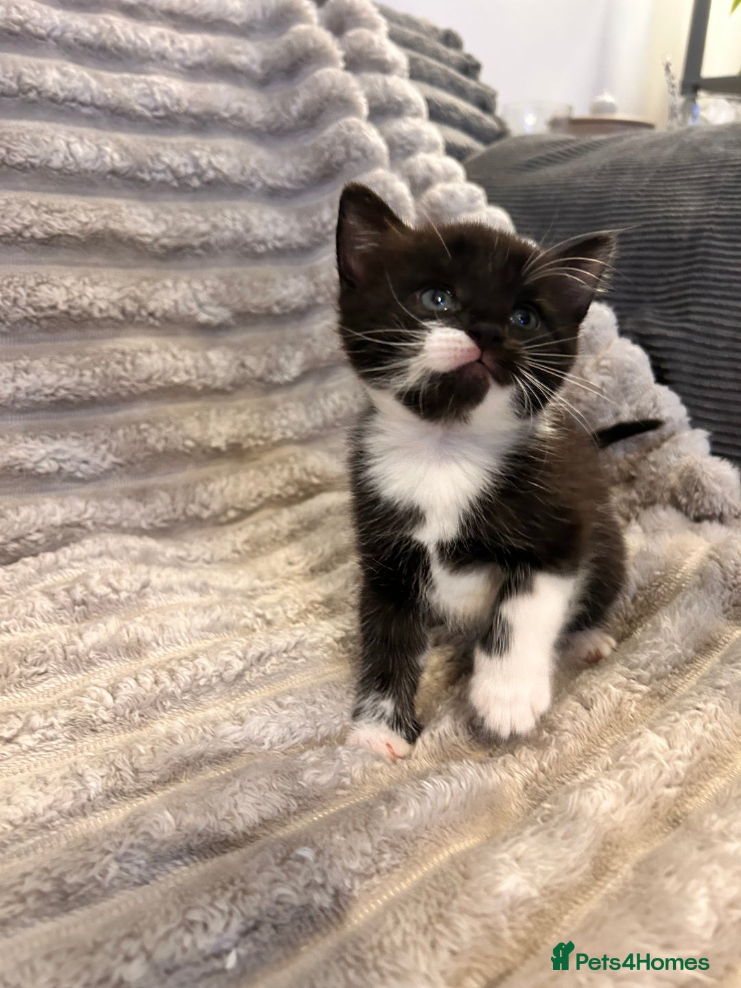 Mixed Breed cats for sale: 3 kittens for sale  - Advert 12