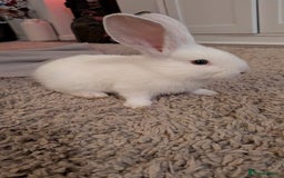 Continental Giant rabbits for sale: Beautiful continental giants bunnies - Image 5