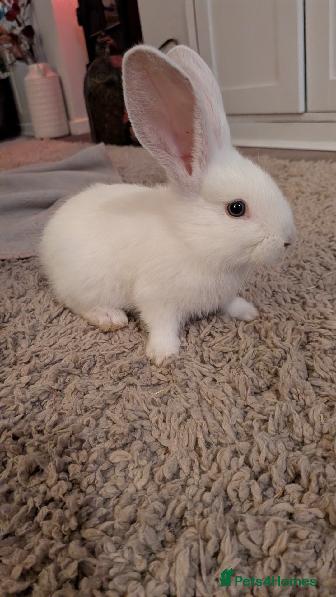 Continental Giant rabbits for sale: Beautiful continental giants bunnies - Image 5