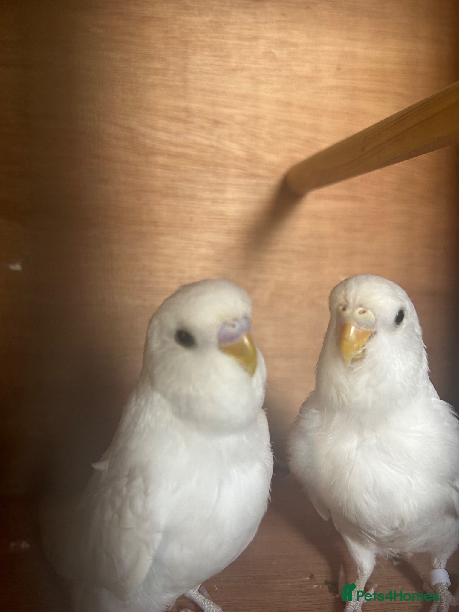Budgerigars birds Beautiful baby budgies  - Advert 2