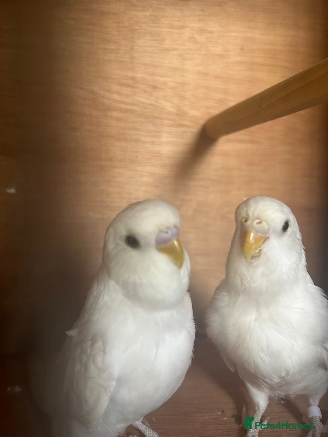 Budgerigars birds for sale: Beautiful baby budgies  in Bath - Advert 1