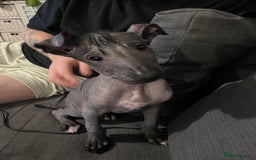 Mexican Hairless dogs for sale: Mexican hairless hairless male - Image 1