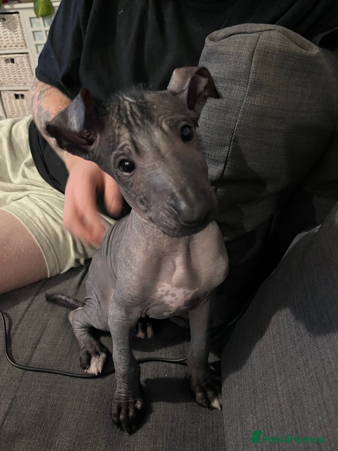 Mexican Hairless dogs for sale: Mexican hairless hairless male - Image 1