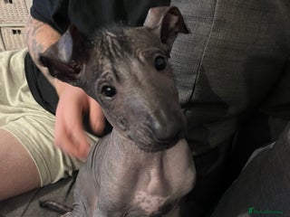 Mexican Hairless dogs - Advert 1