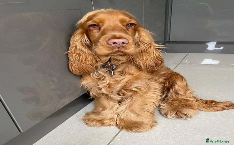 Cocker Spaniel dogs Gloden show cocker spaniel boy - Advert 3