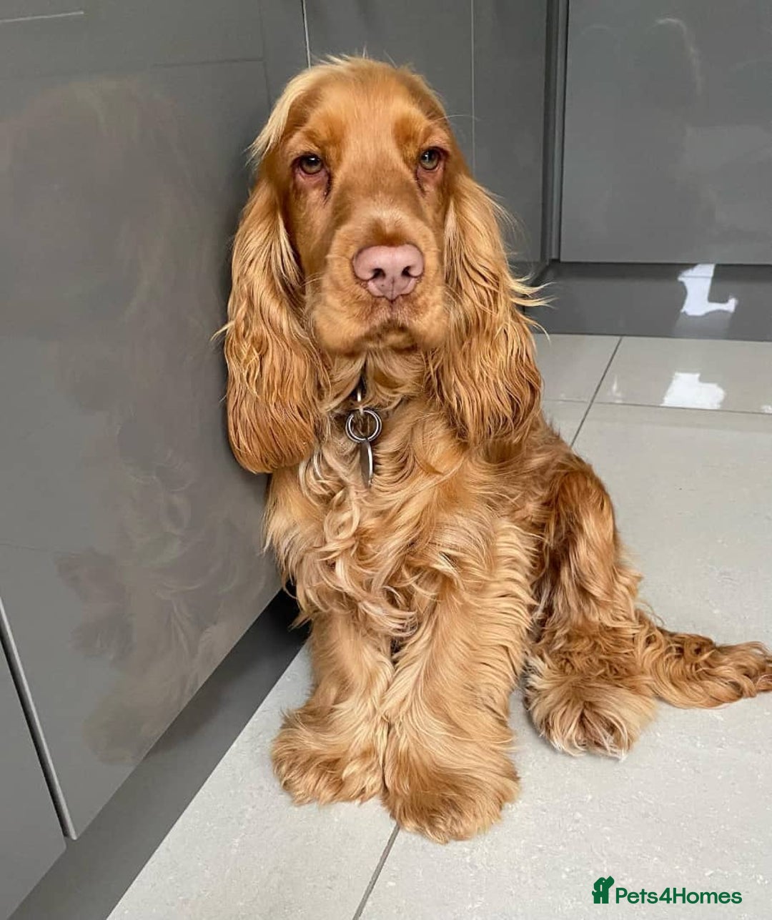 Cocker Spaniel dogs for sale: Gloden show cocker spaniel boy - Advert 1