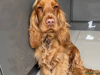 Cocker Spaniel dogs for sale: Gloden show cocker spaniel boy - Advert 1