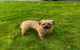 Border Terrier dogs for sale: Pedigree border terrier puppies  - Image 8